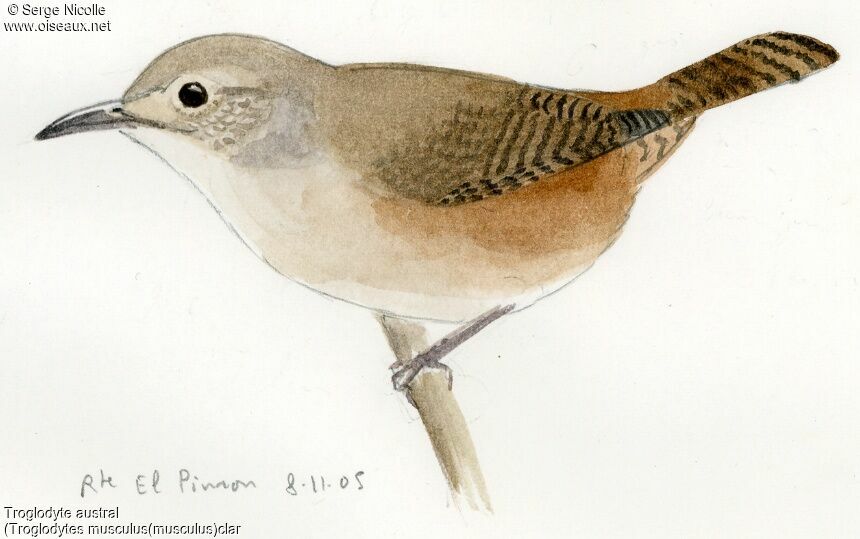 Troglodyte austral, identification