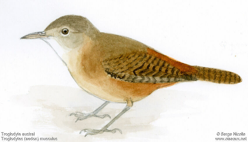 Troglodyte austral, identification