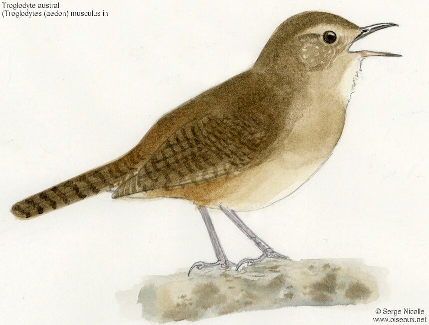 Troglodyte austral, identification