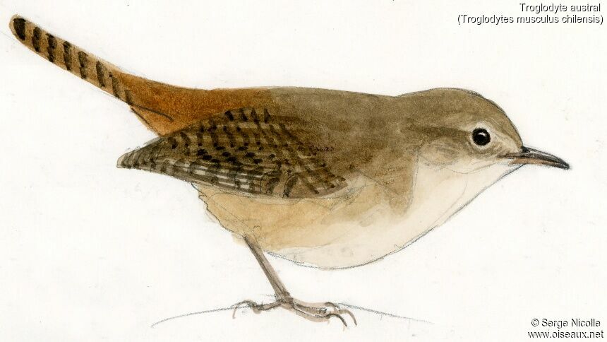 Troglodyte austral, identification