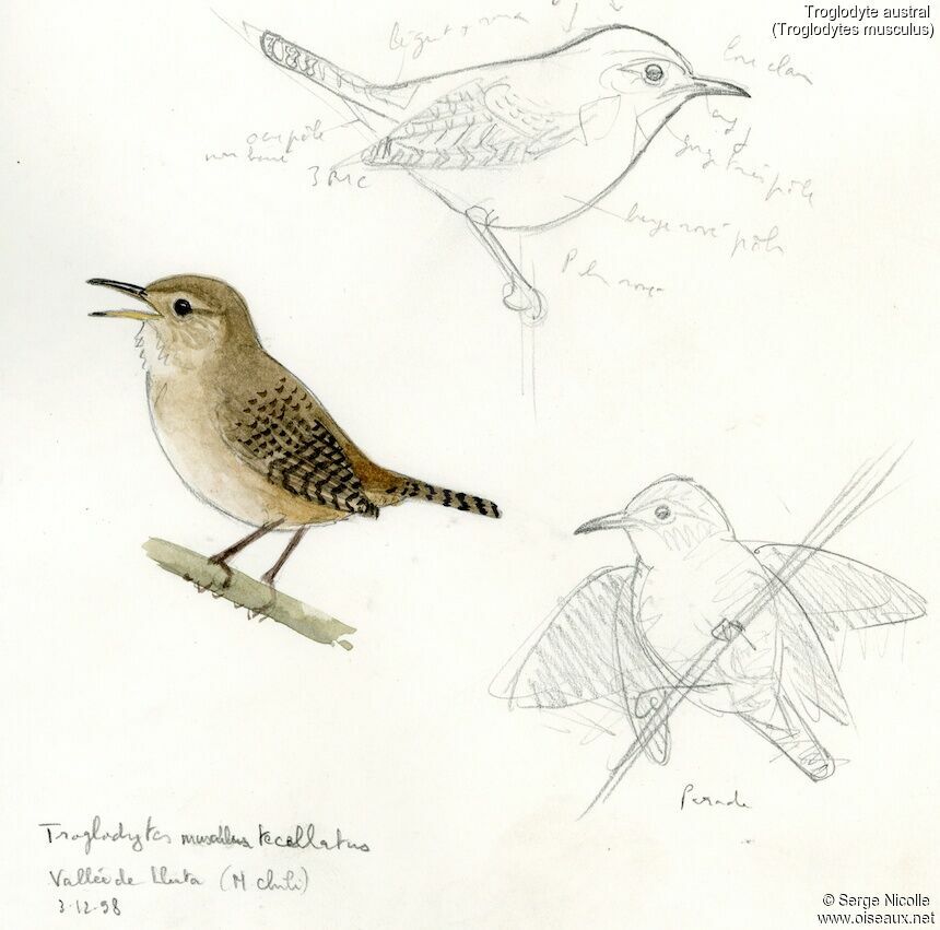 Troglodyte austral, identification