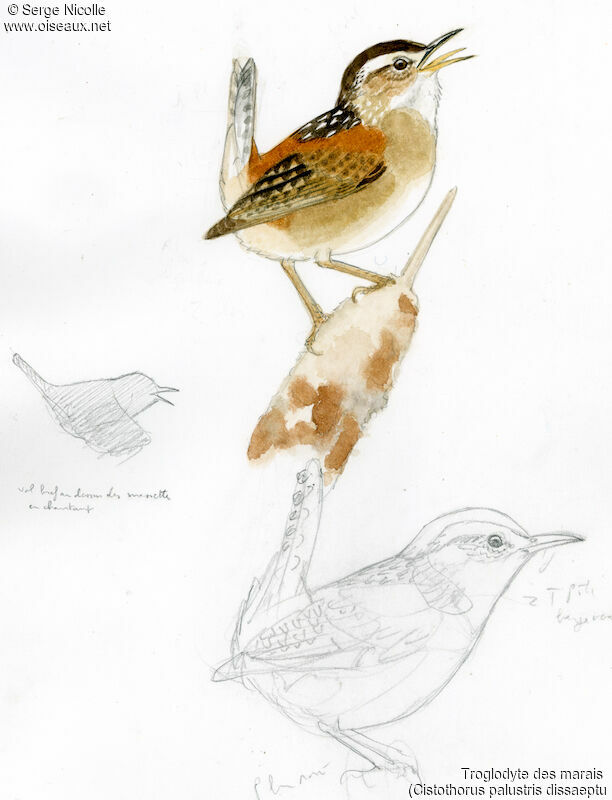 Troglodyte des marais, identification