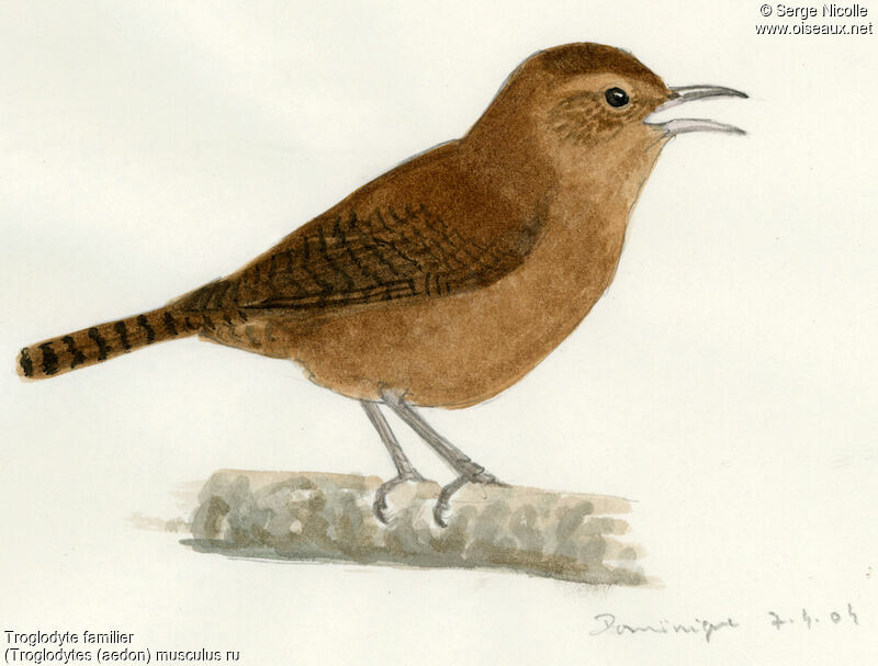 Northern House Wren, identification