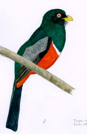 Trogon d'Équateur