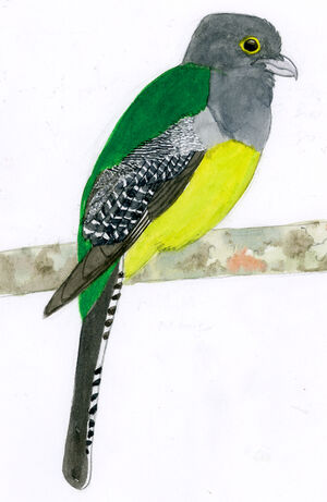 Trogon pattu