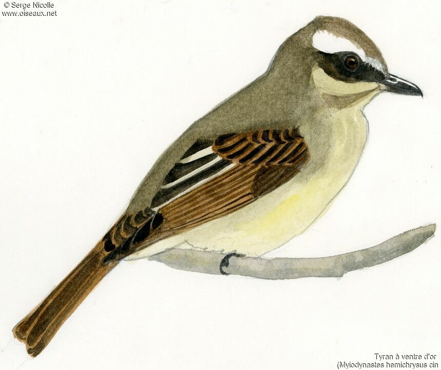 Tyran à ventre d'or, identification