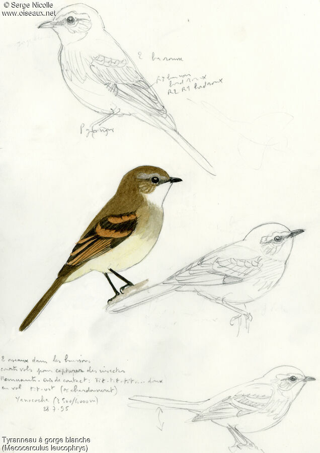 Tyranneau à gorge blanche, identification