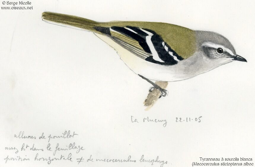 Tyranneau à sourcils blancs, identification