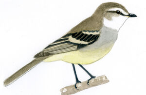 Tyranneau pattu