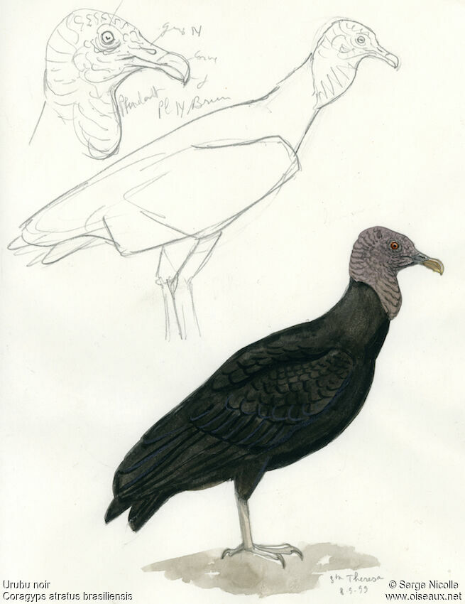 Urubu noir, identification