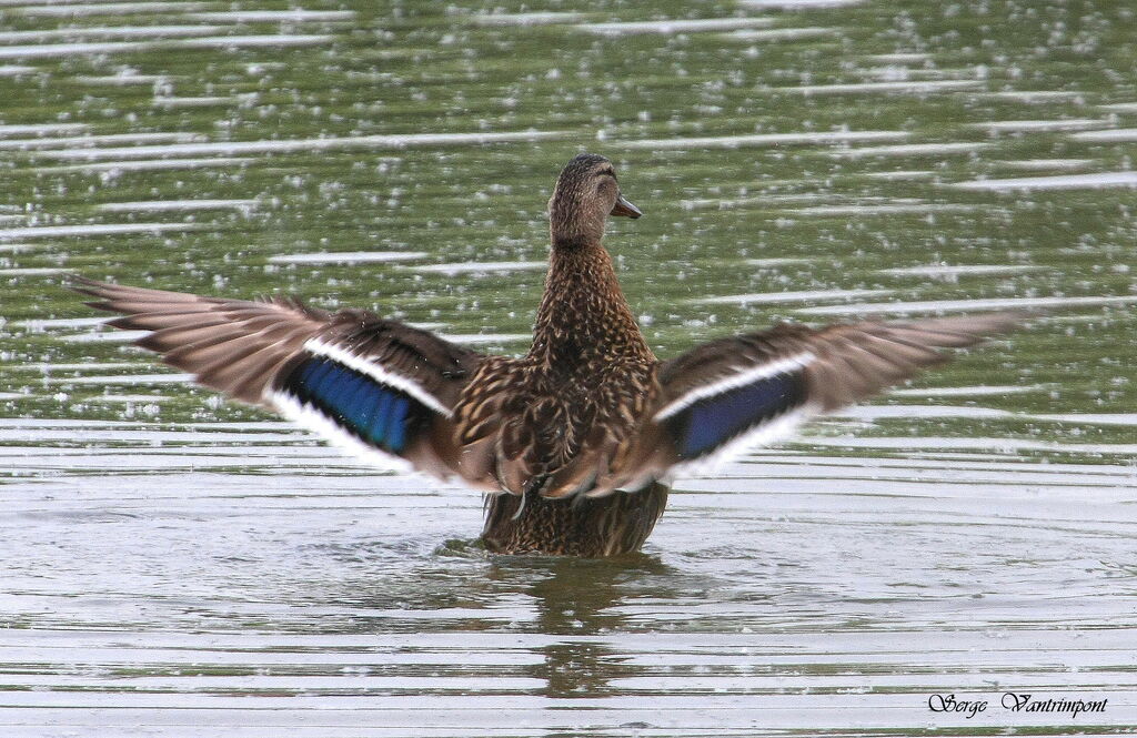 Canard colvert femelle adulte, Vol