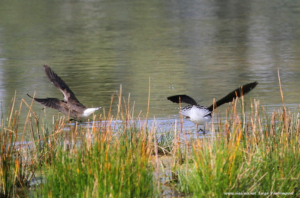 Green Sandpiper adult, Behaviour