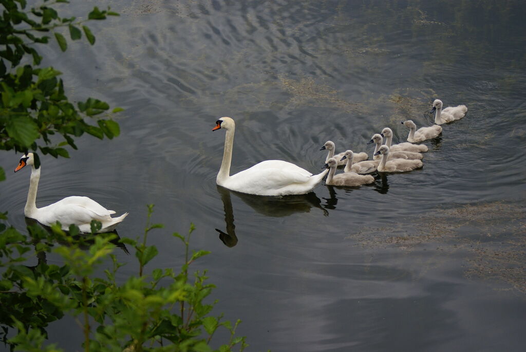 Cygne tuberculé adulte, Nidification