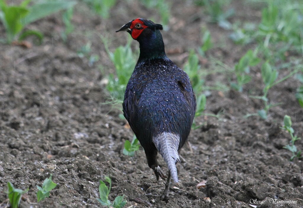 Common Pheasant, Behaviour