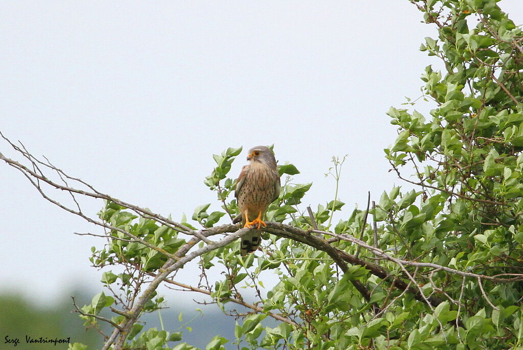 Common Kestrel, Flight