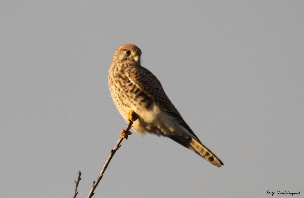 Common Kestreladult, Behaviour
