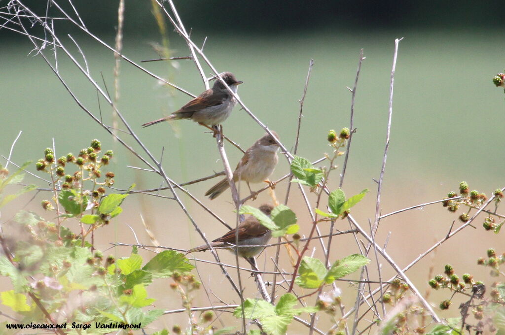 Common Whitethroatadult, Behaviour