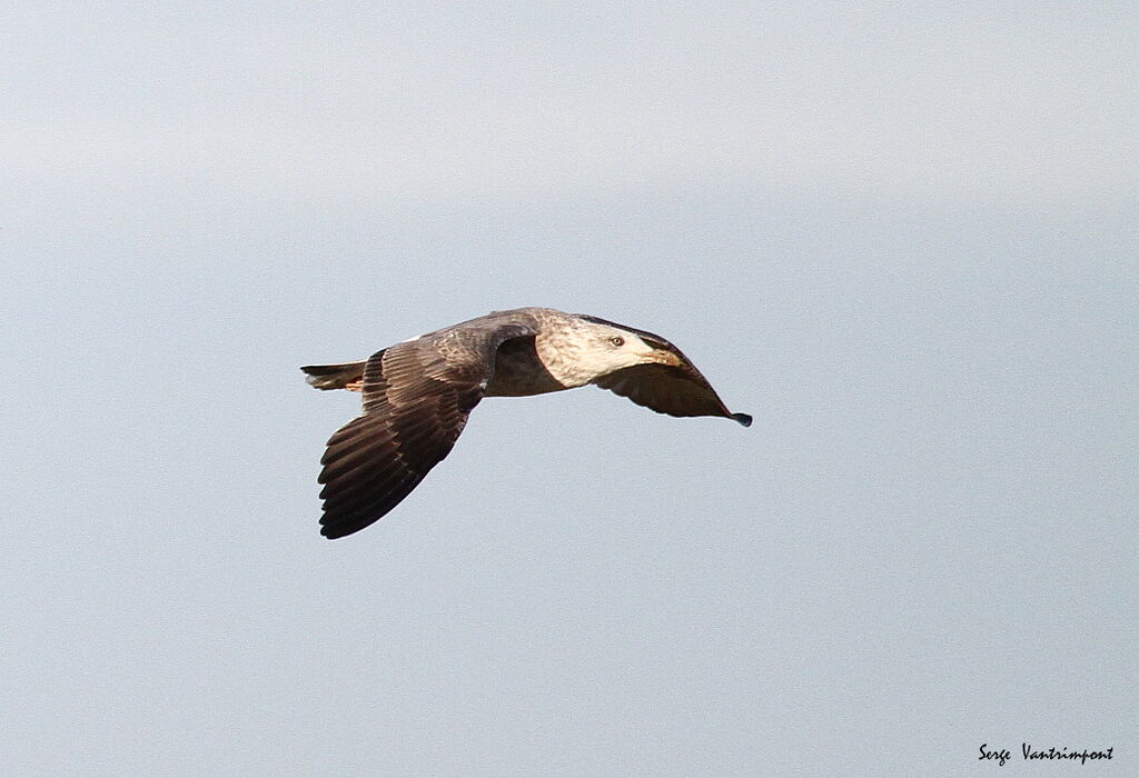 European Herring Gulladult, Flight