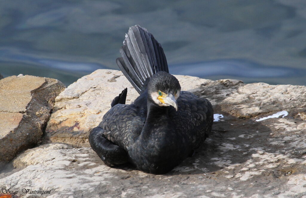 Great Cormorantadult, Behaviour