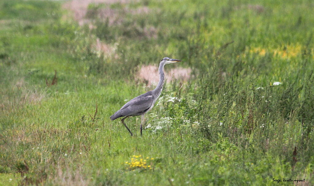Héron cendréadulte, Vol, pêche/chasse, mange, boit