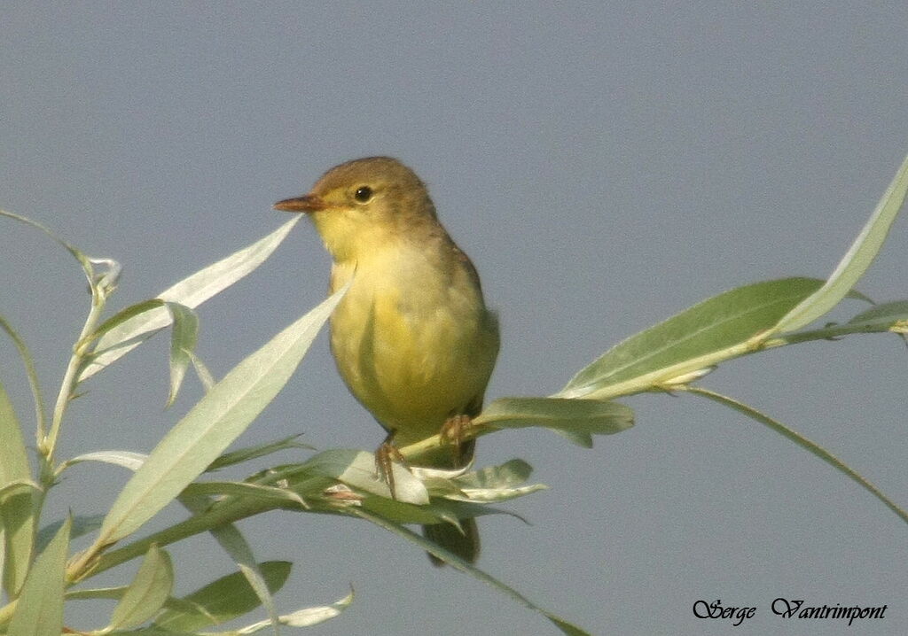 Hypolaïs polyglotteadulte, identification