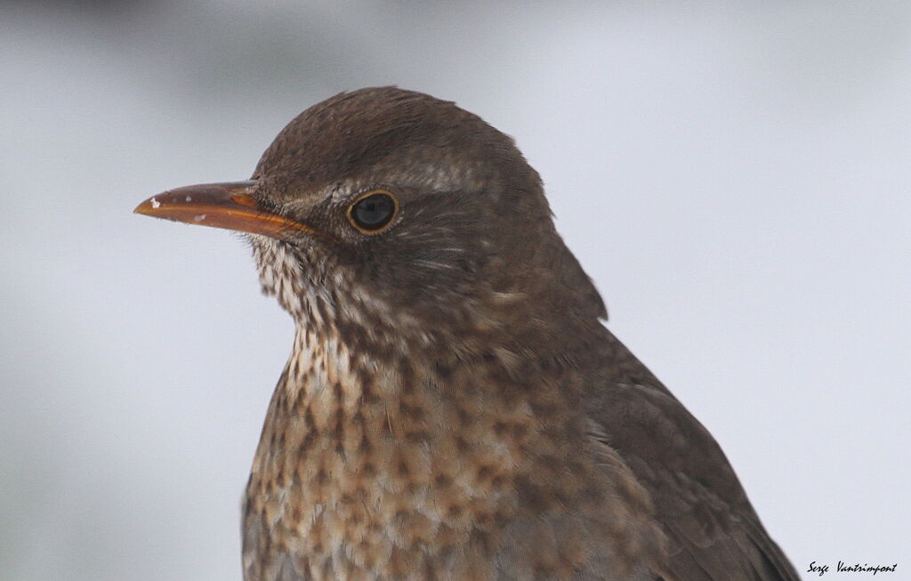 Common BlackbirdFirst year, Behaviour