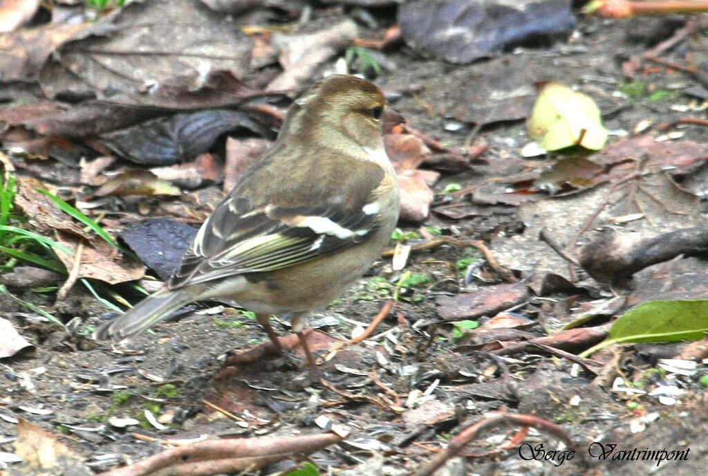 Eurasian Chaffinch female, identification