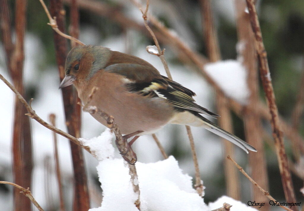 Eurasian Chaffinchadult, Behaviour