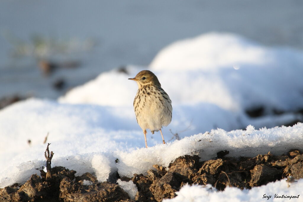 Meadow Pipit, Behaviour