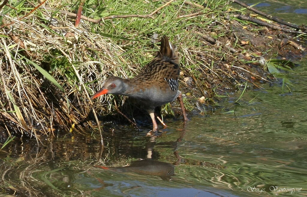 Râle d'eauadulte, Comportement