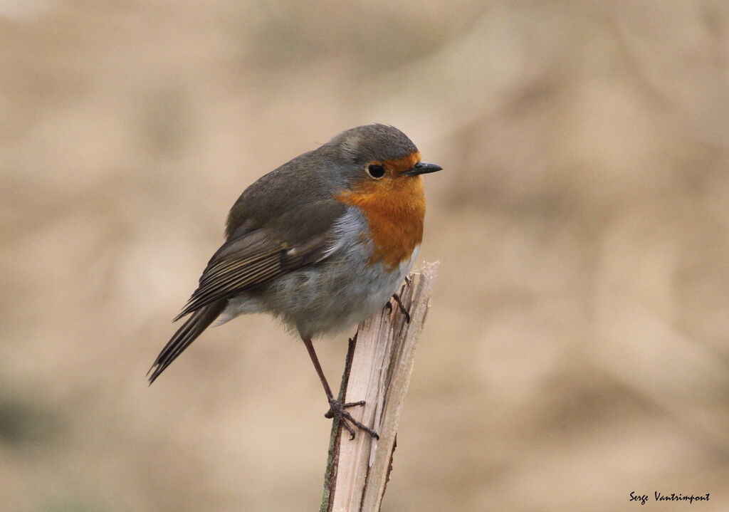 European Robinadult, Behaviour
