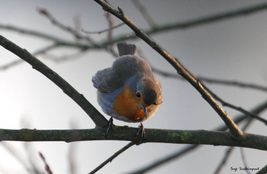 European Robinadult, Flight