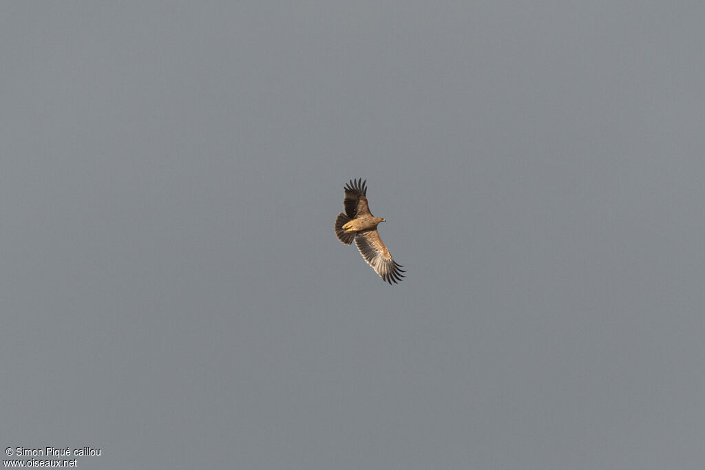 Eastern Imperial EagleFirst year, Flight