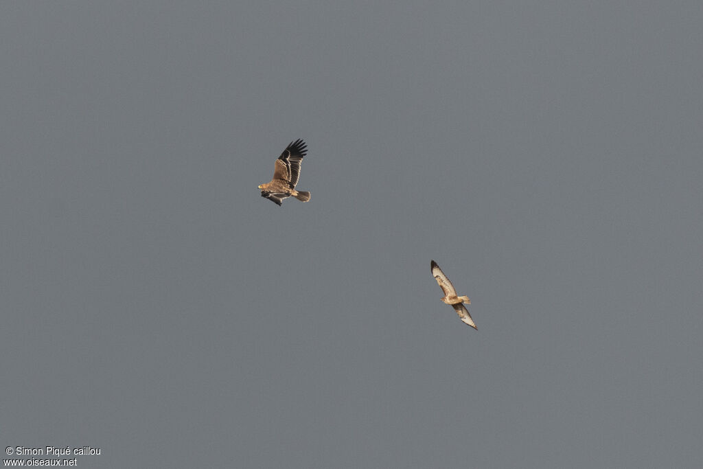 Eastern Imperial EagleFirst year, Flight