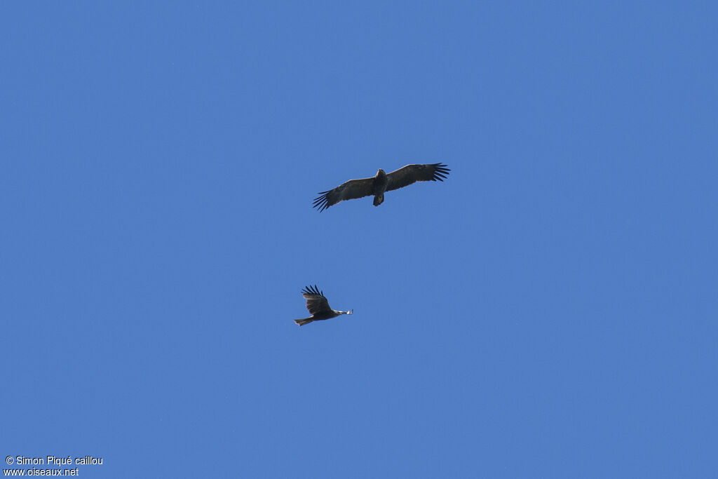 Lesser Spotted Eagle, Flight