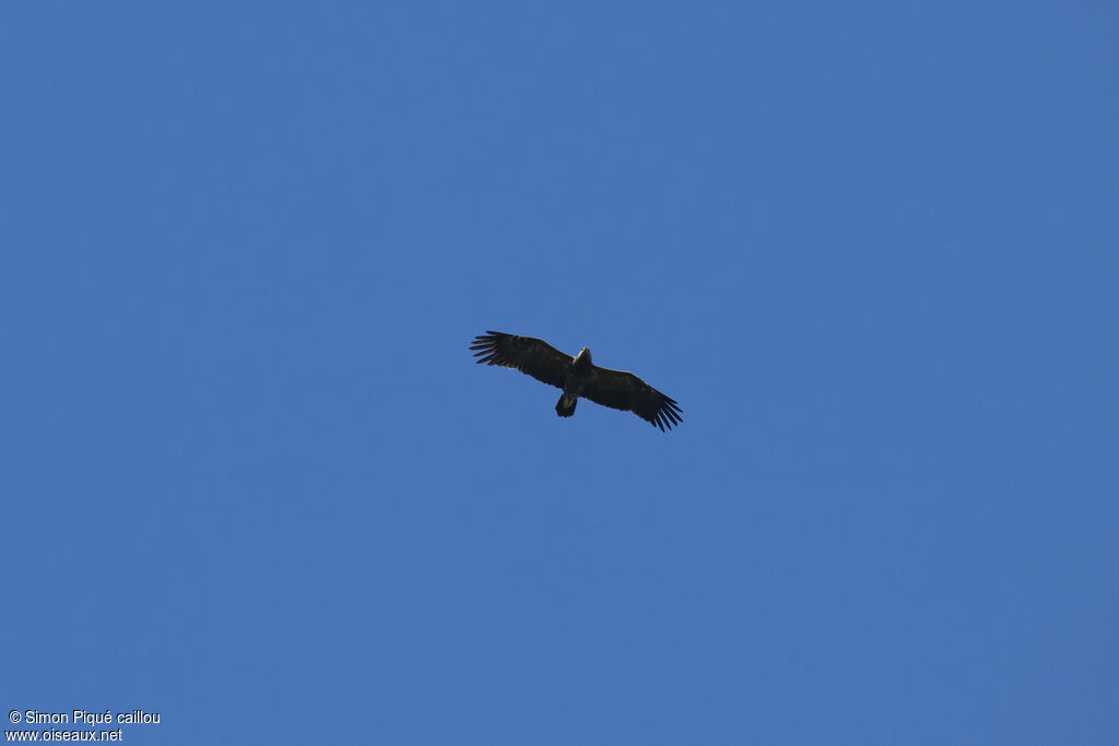 Lesser Spotted Eagle