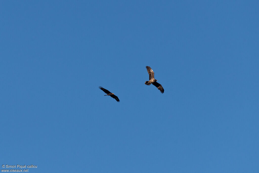 Aigle royal