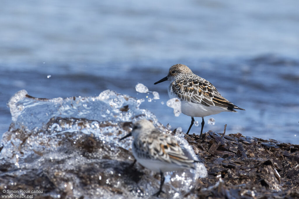Bécasseau sanderling