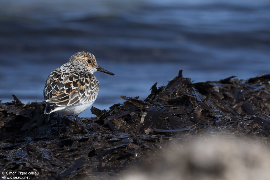 Bécasseau sanderling