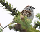 Bruant familier