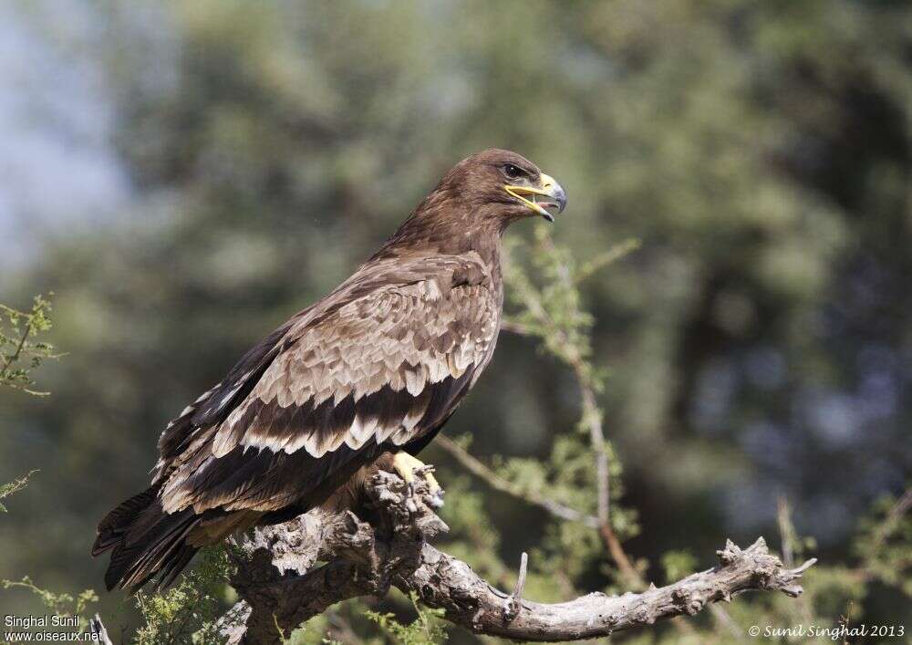 Aigle des steppes2ème année, identification