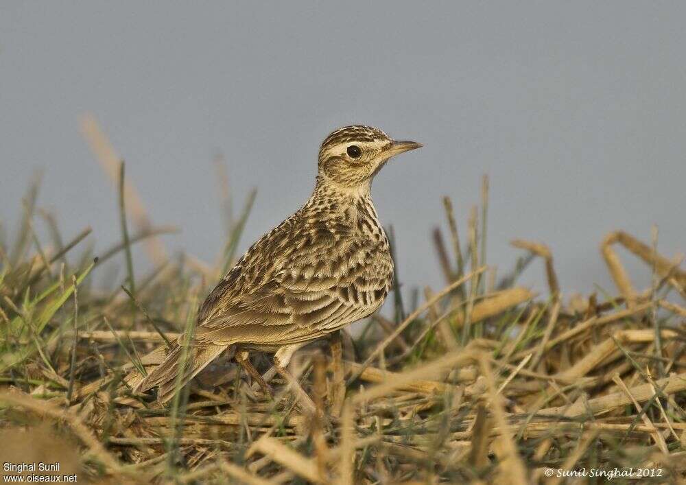 Alouette gulguleadulte, portrait