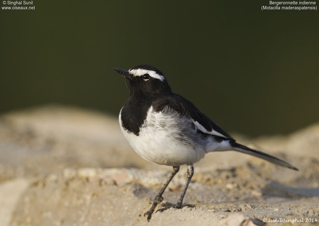 White-browed Wagtailadult, identification