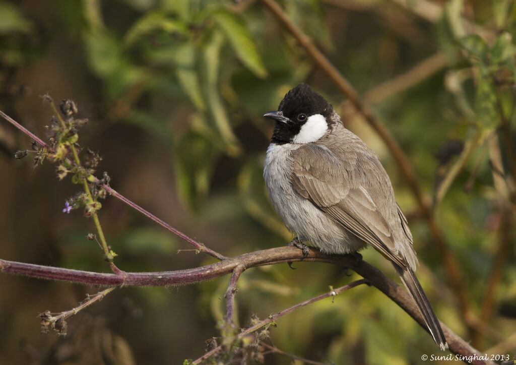 Bulbul à oreillons blancsadulte, identification