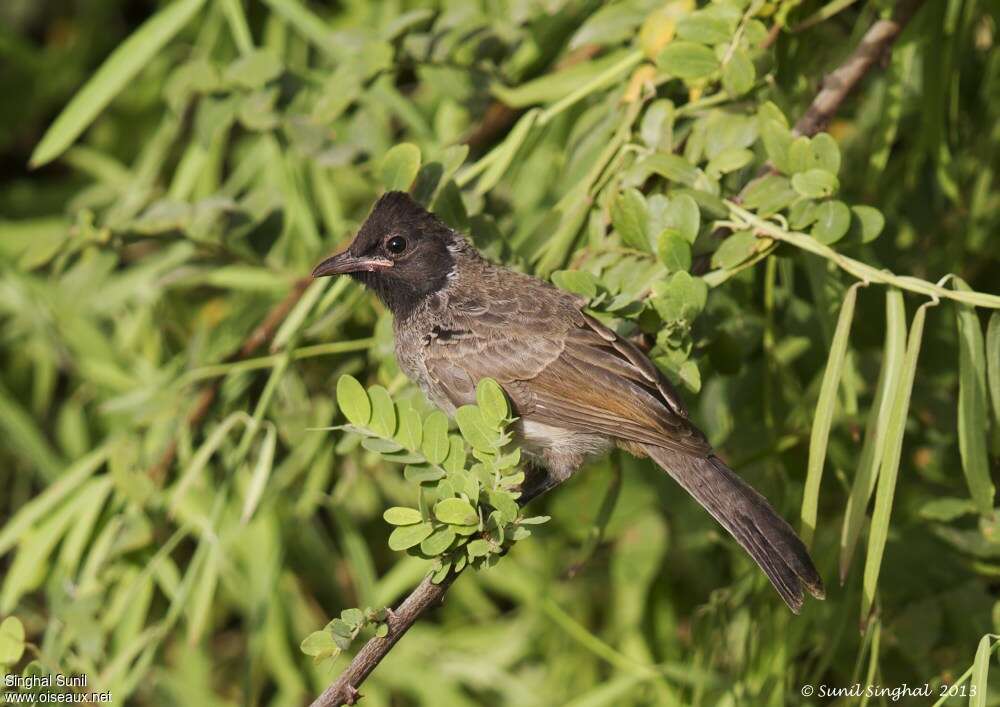 Bulbul à ventre rougeimmature, identification