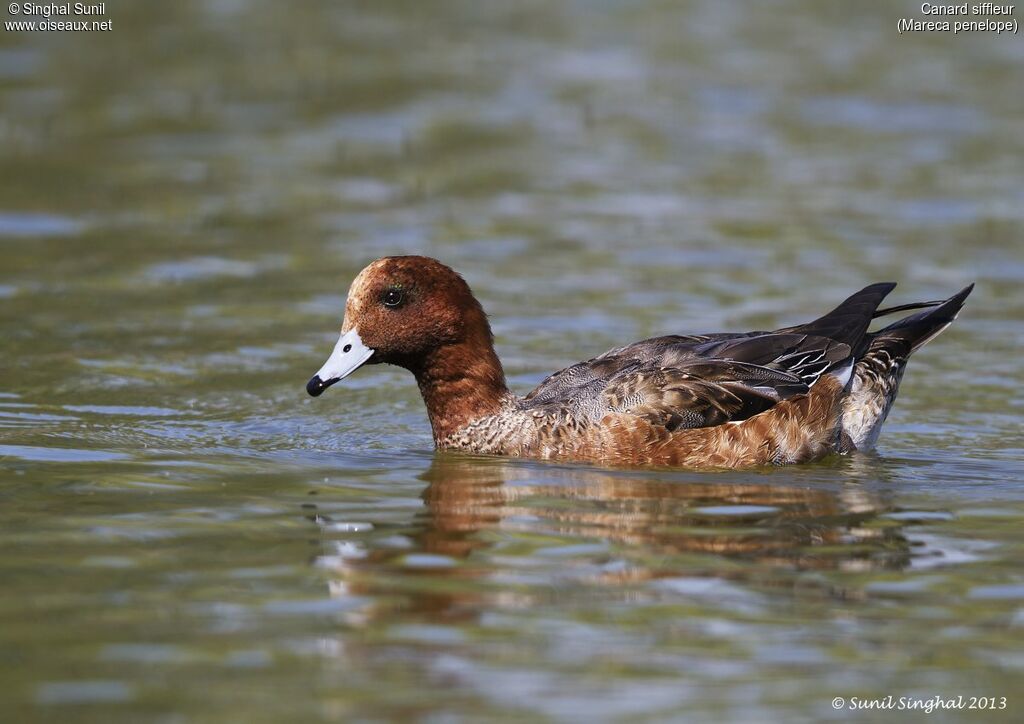 Canard siffleur mâle adulte, identification