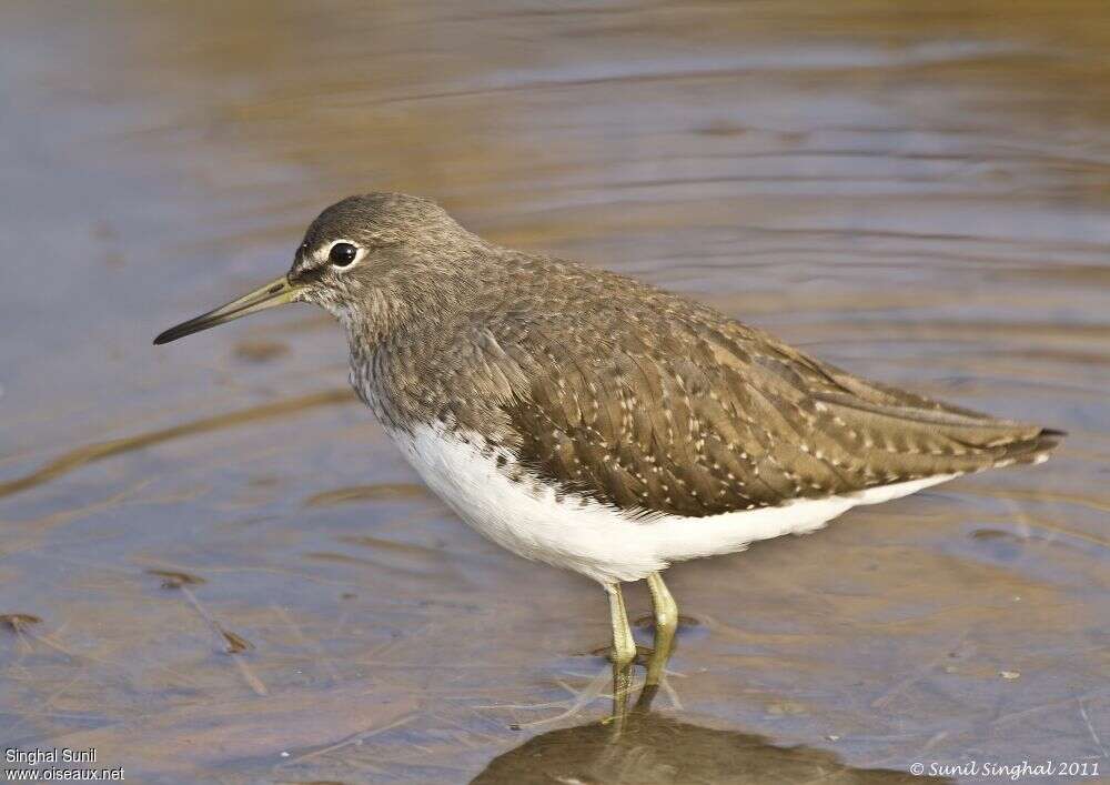 Green Sandpiperadult, close-up portrait