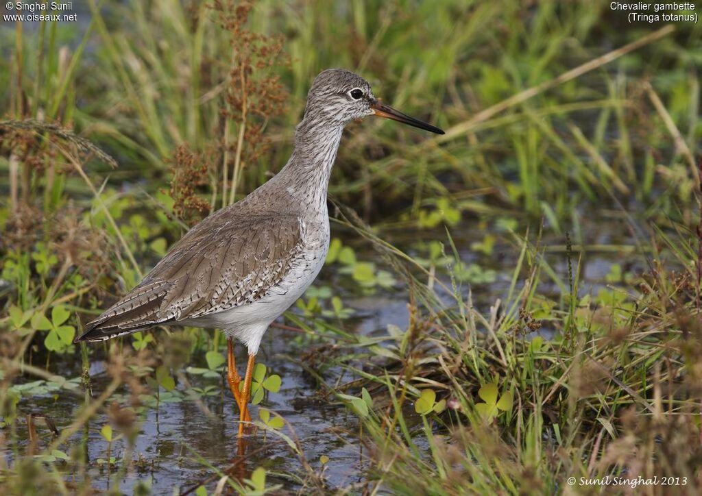 Common Redshankadult, identification