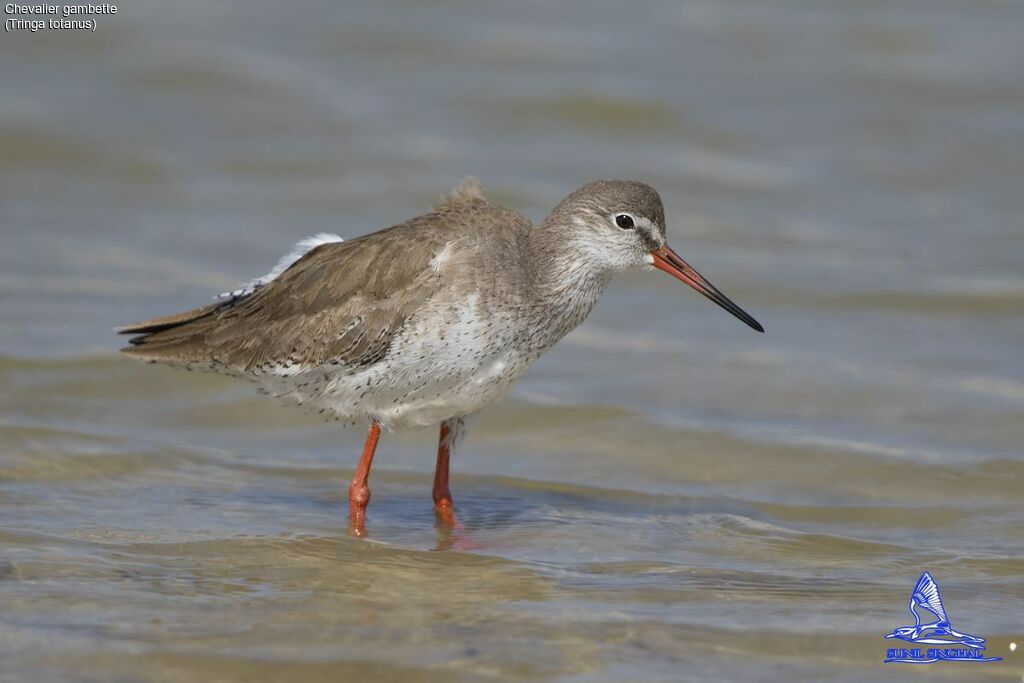 Common Redshank