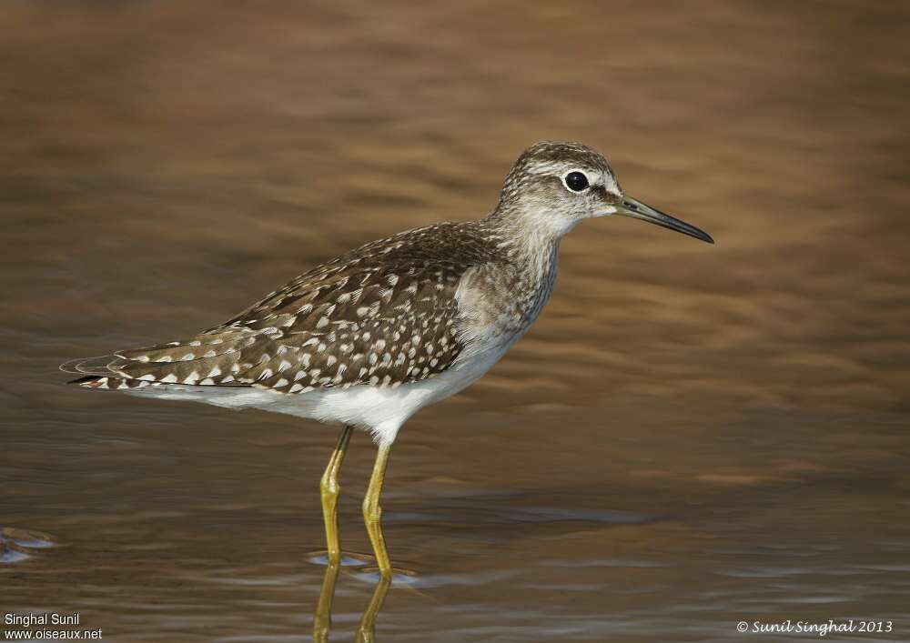 Wood Sandpiperadult, identification